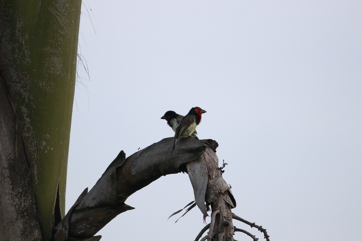 Kara Kolyeli Barbet - ML616518289