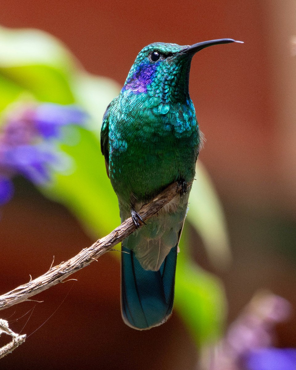 kolibřík modrouchý - ML616518300