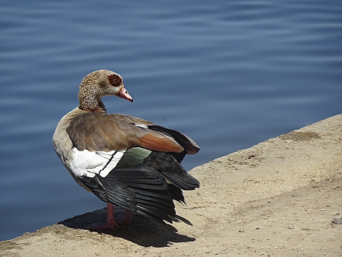 Egyptian Goose - Julia Ray