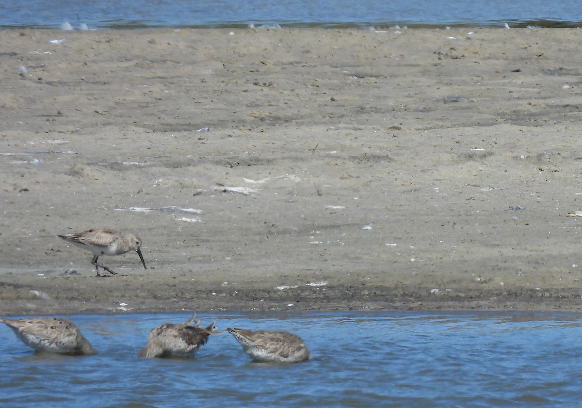 Dunlin - ML616518353