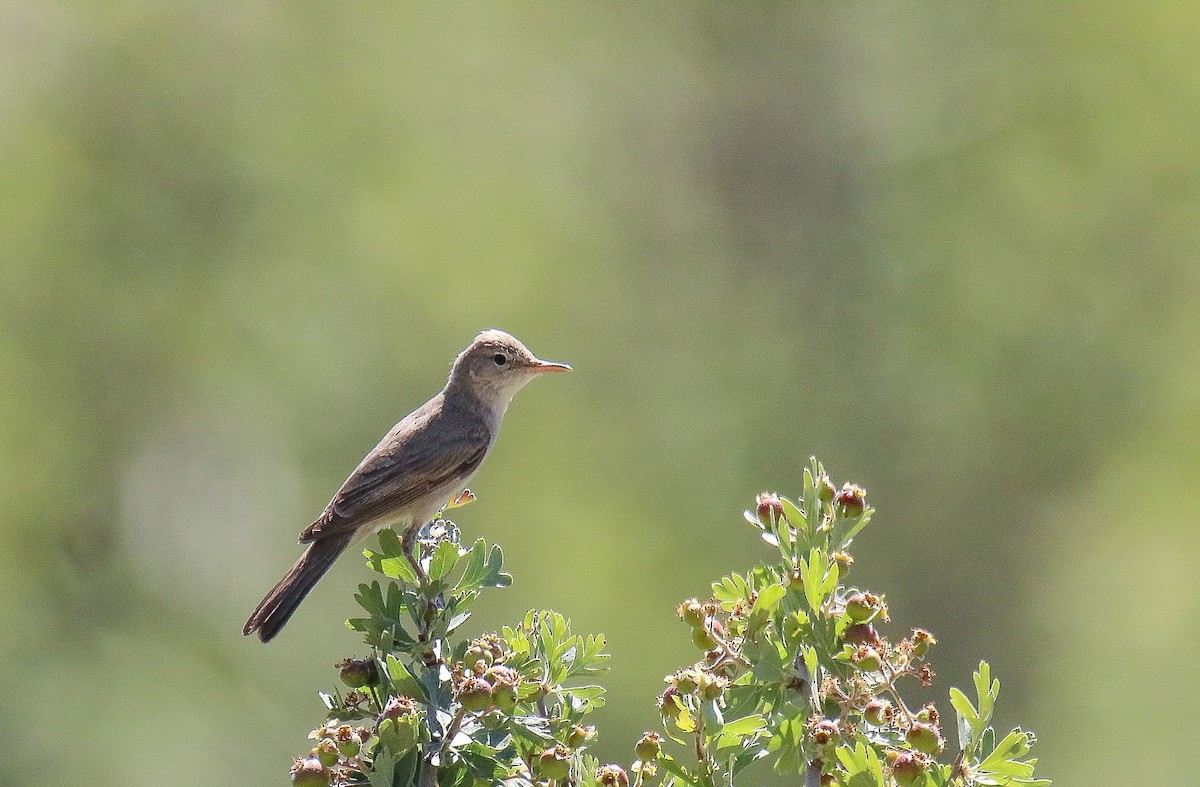 Upcher's Warbler - shahar yogev