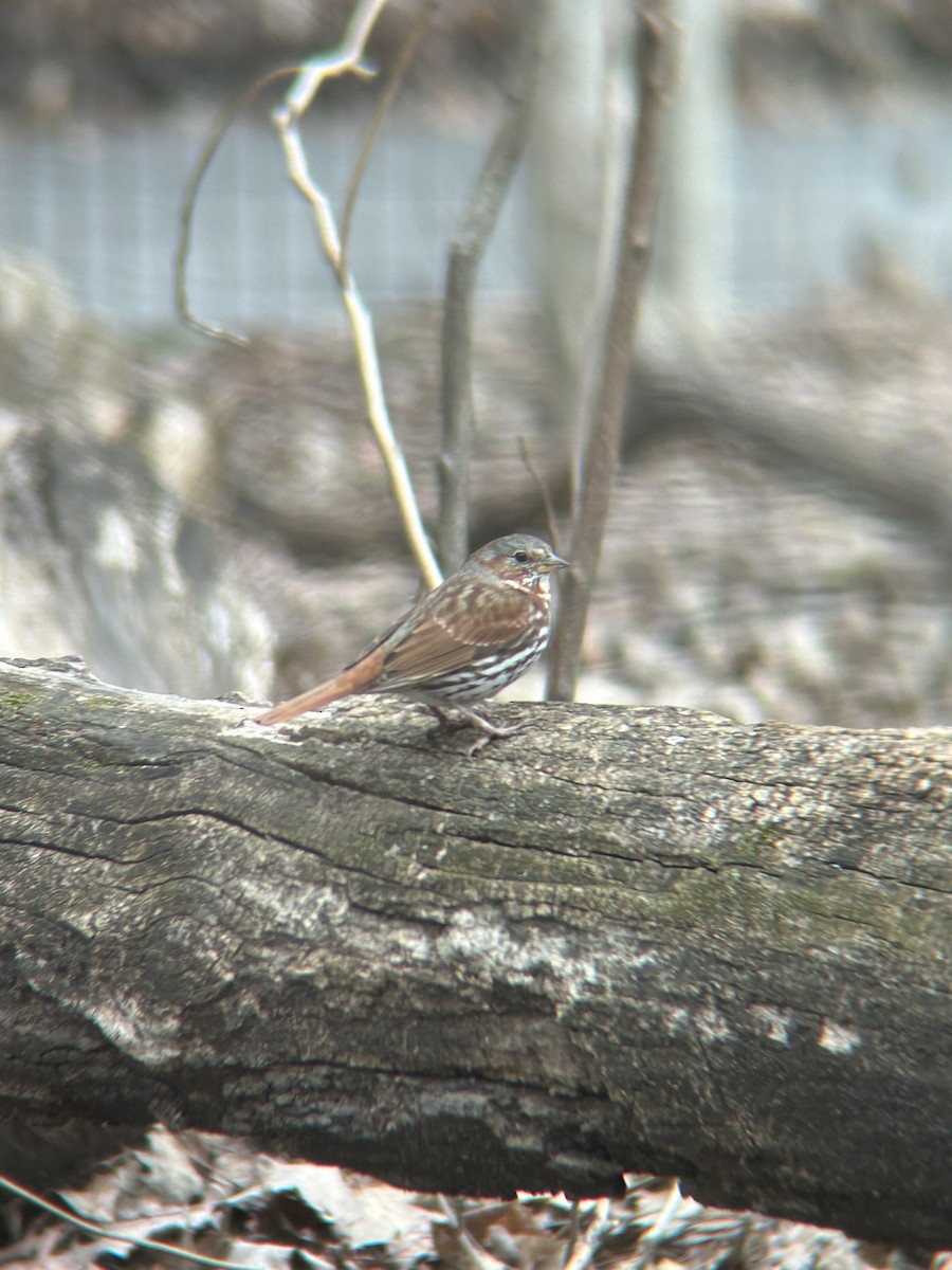 Fox Sparrow - ML616518381