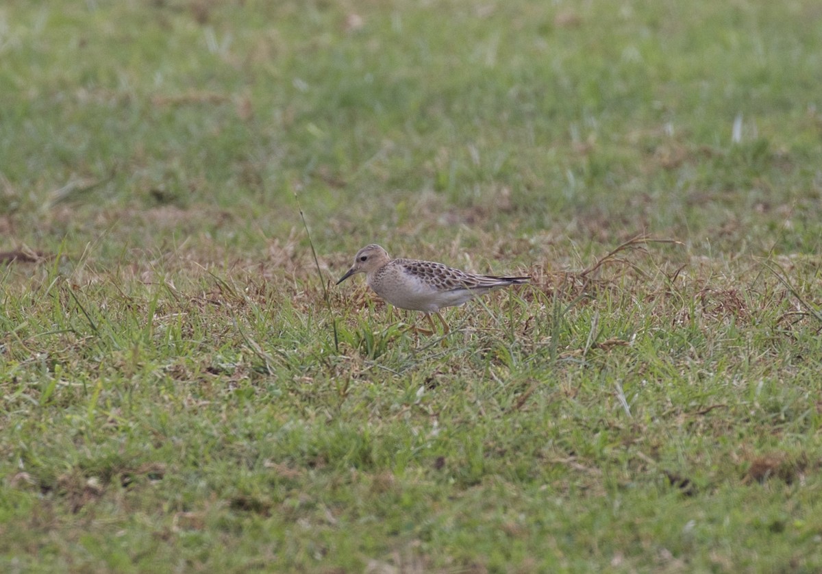 Buff-breasted Sandpiper - ML616518494