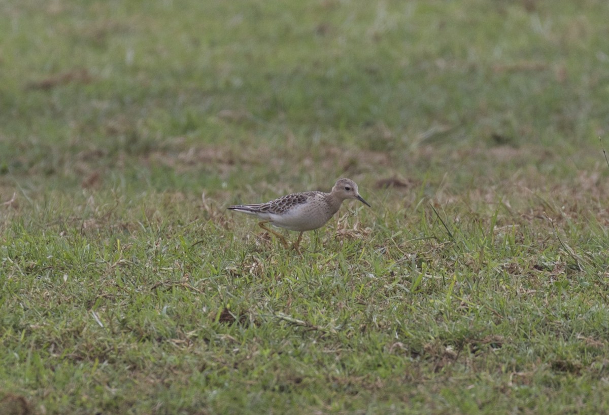 Buff-breasted Sandpiper - ML616518503