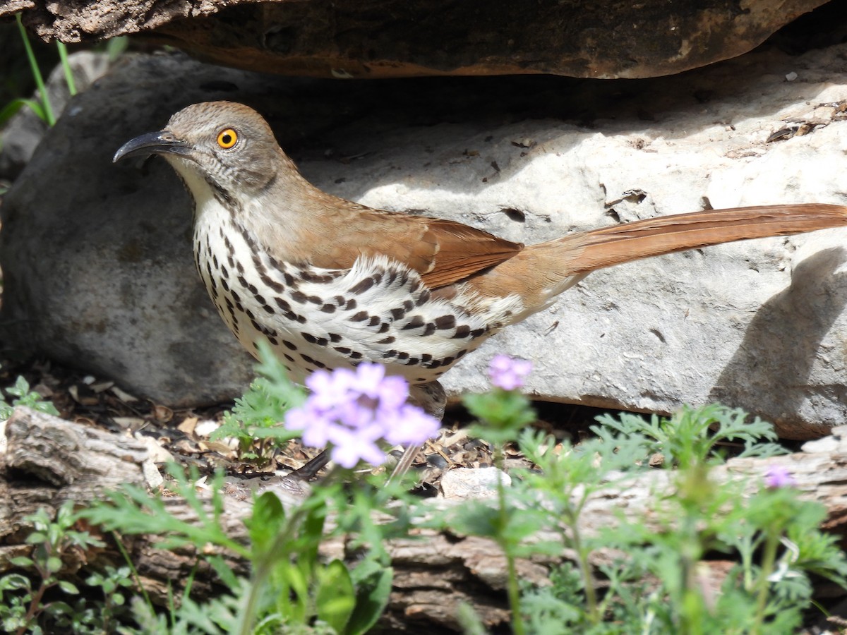 Long-billed Thrasher - Kathleen Dvorak