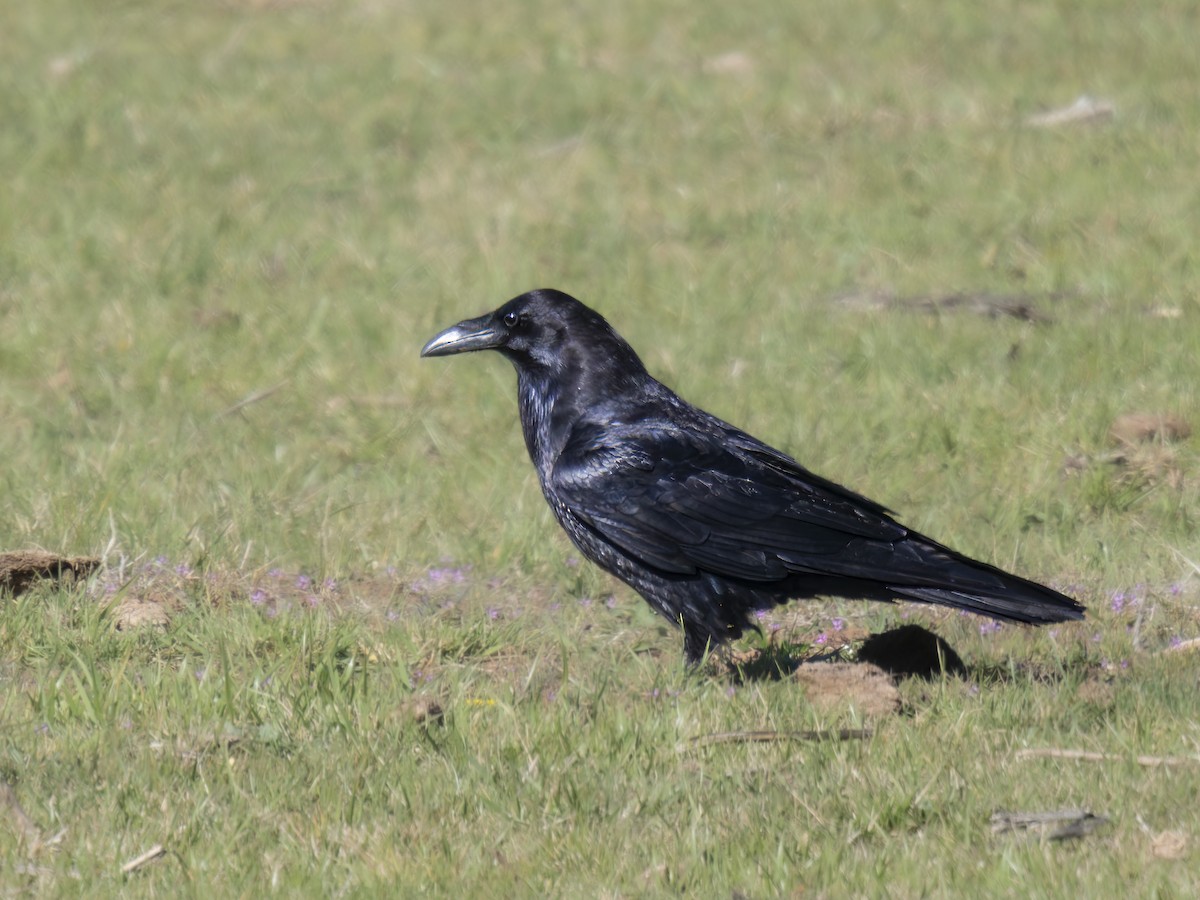 Common Raven - ML616518516