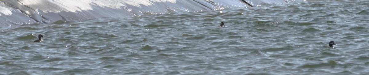 Bufflehead - ML616518534