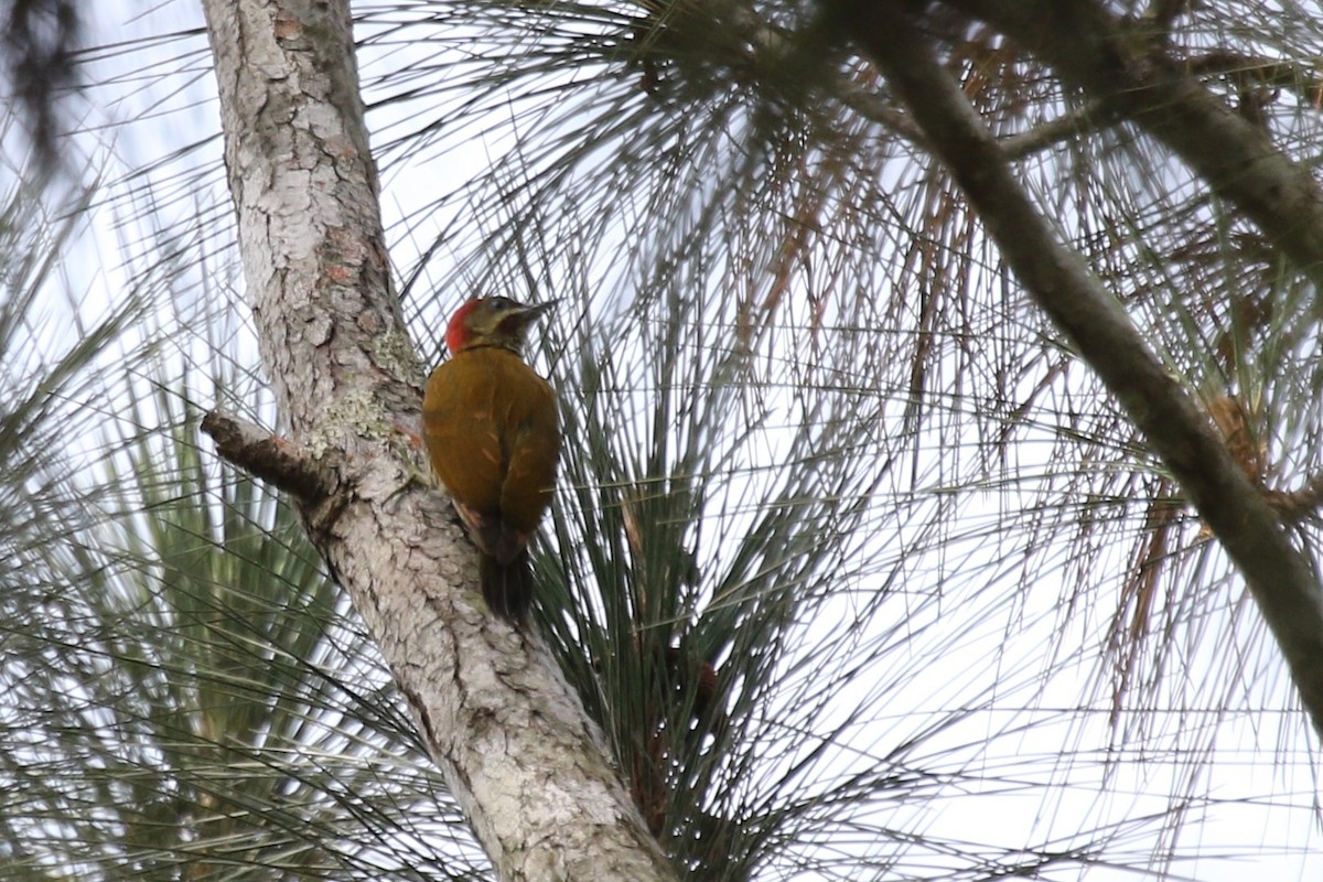 Stripe-cheeked Woodpecker - ML616518580