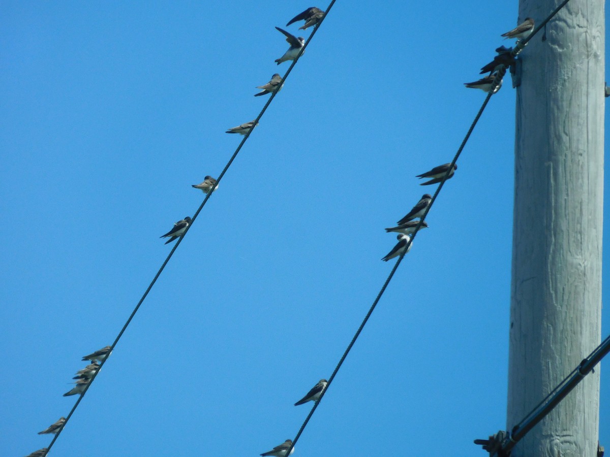 Tree Swallow - ML616518688