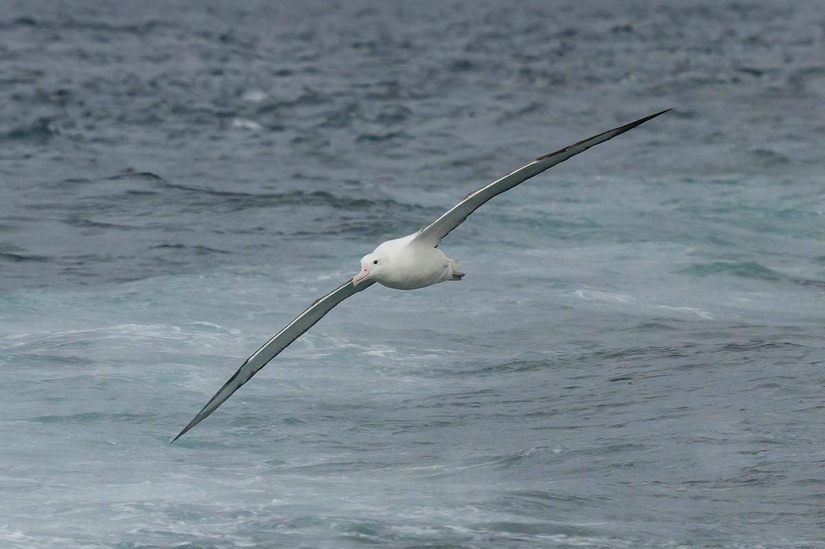 Southern Royal Albatross - Manuel Fernandez-Bermejo