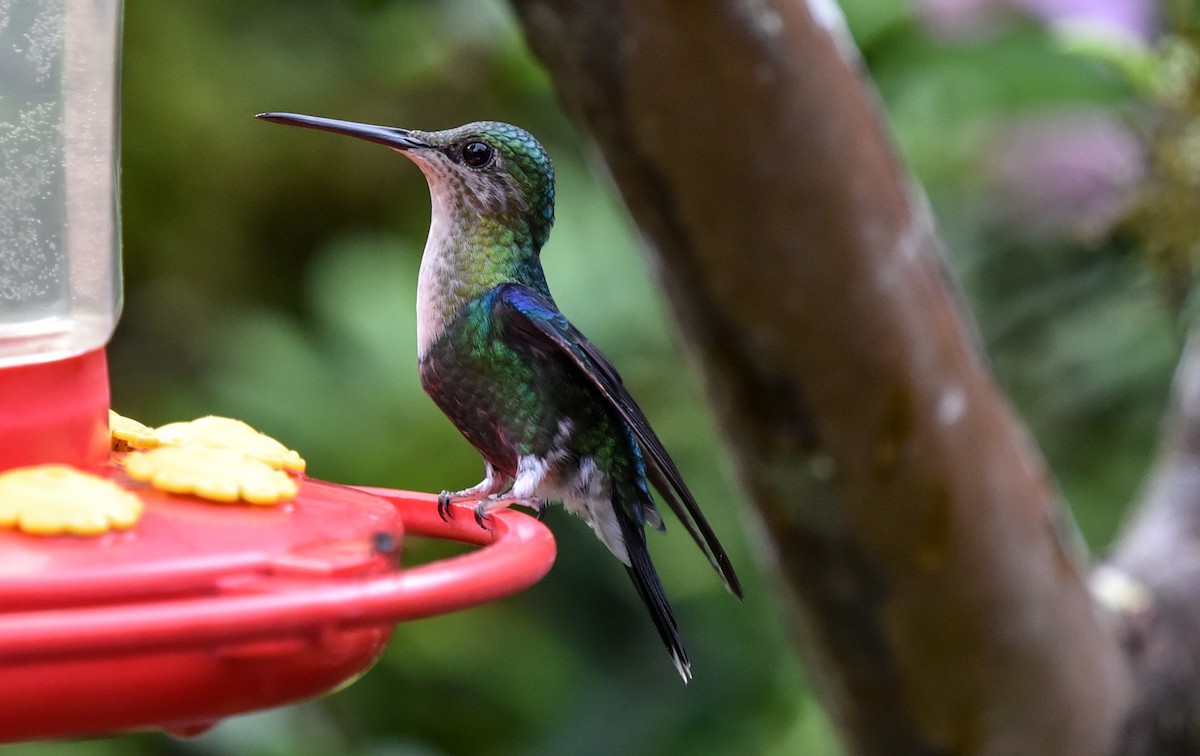 Crowned Woodnymph (Green-crowned) - ML616518703