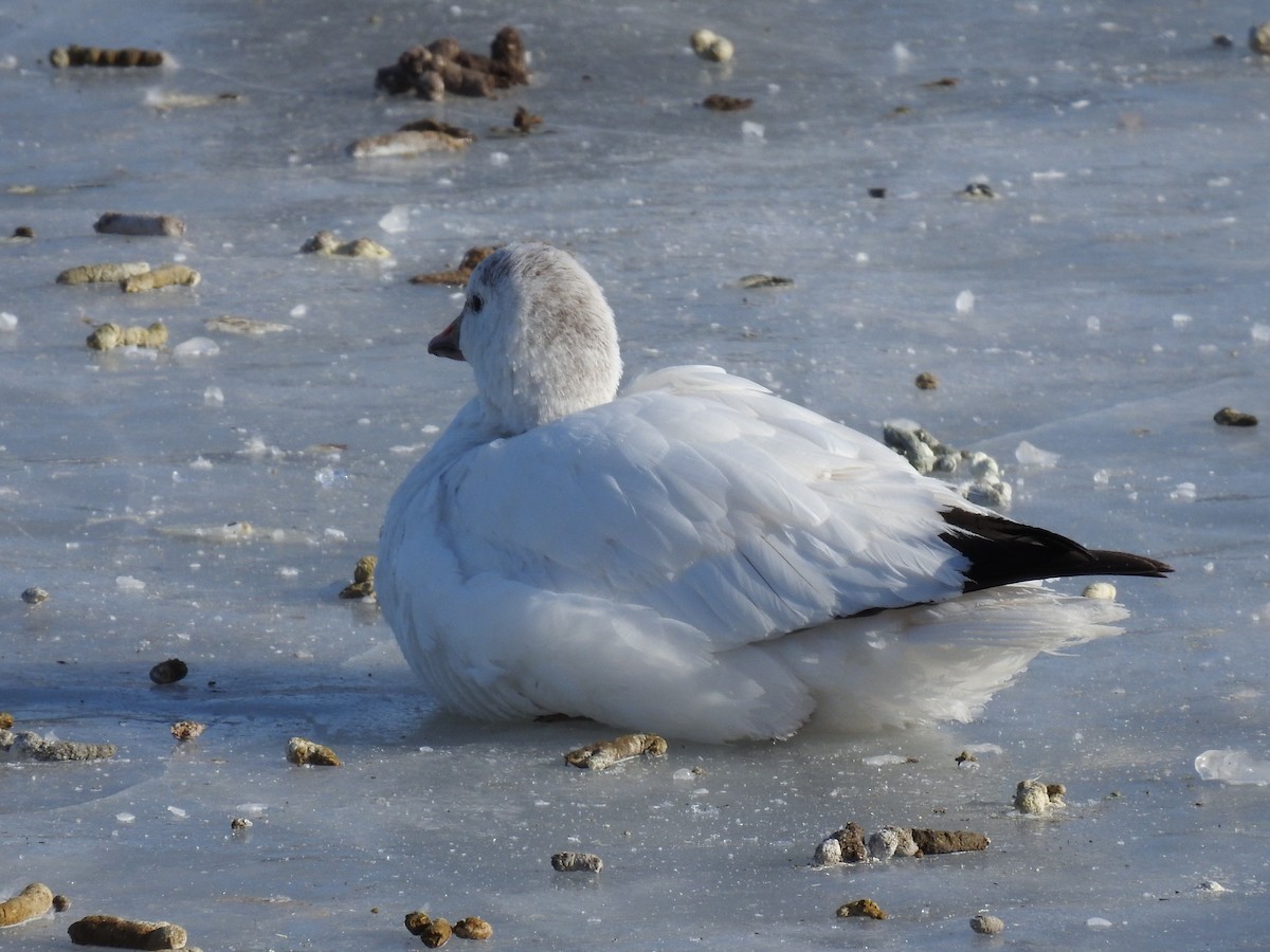 Ross's Goose - ML616518704