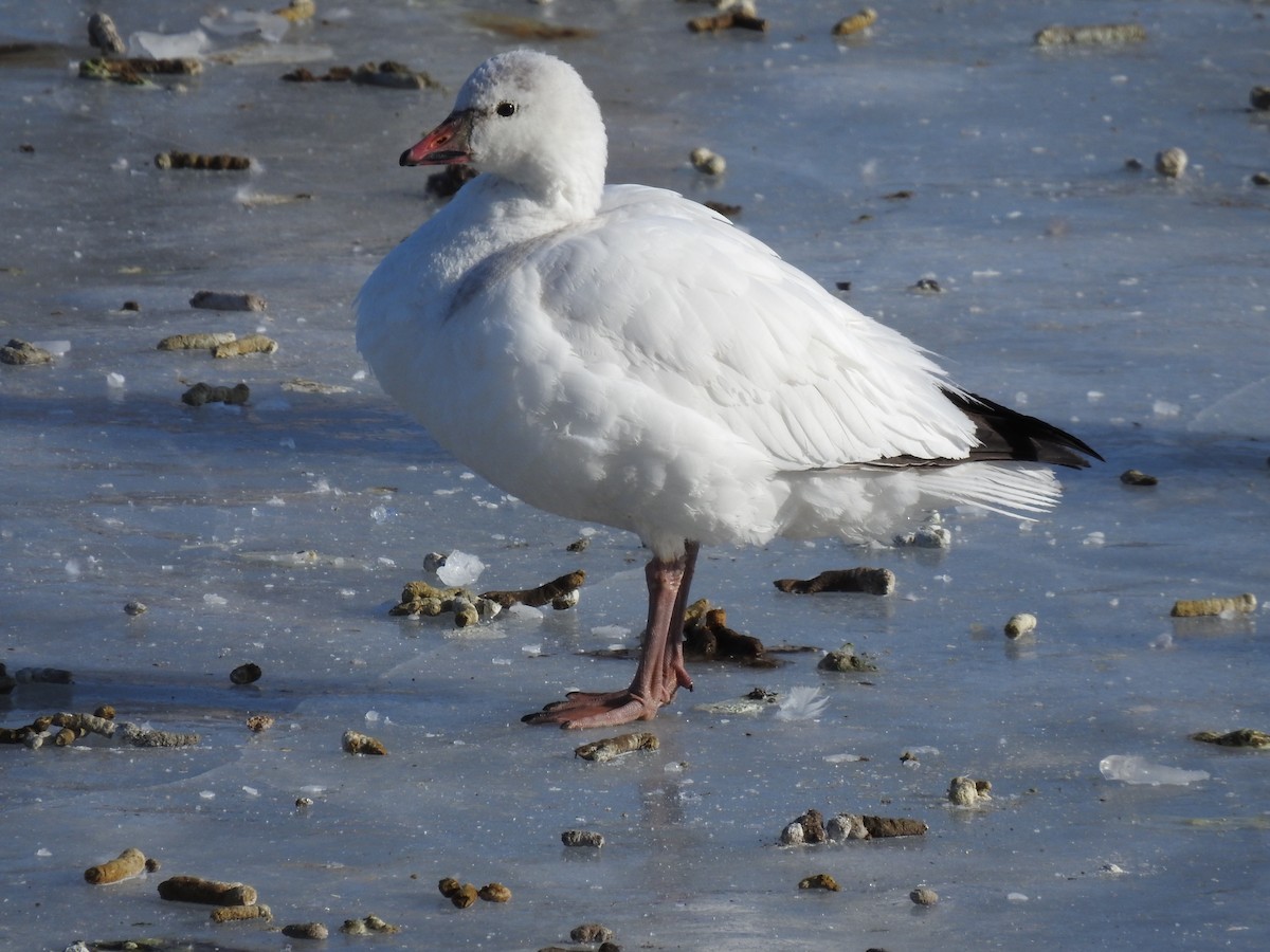 Ross's Goose - ML616518705