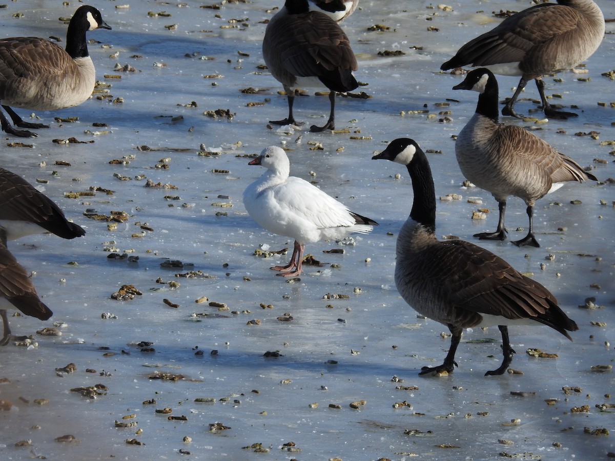 Ross's Goose - ML616518706