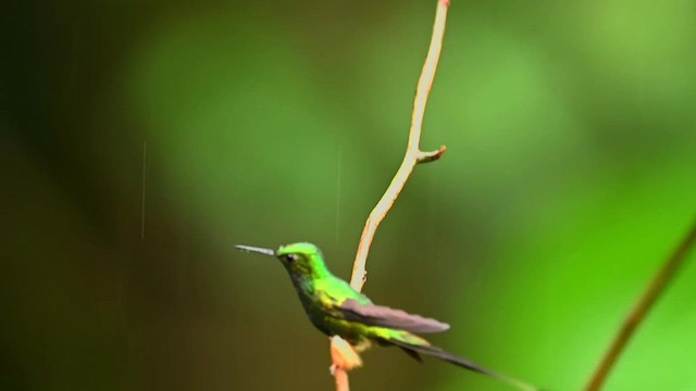 Colibrí de Raquetas Peruano - ML616518717