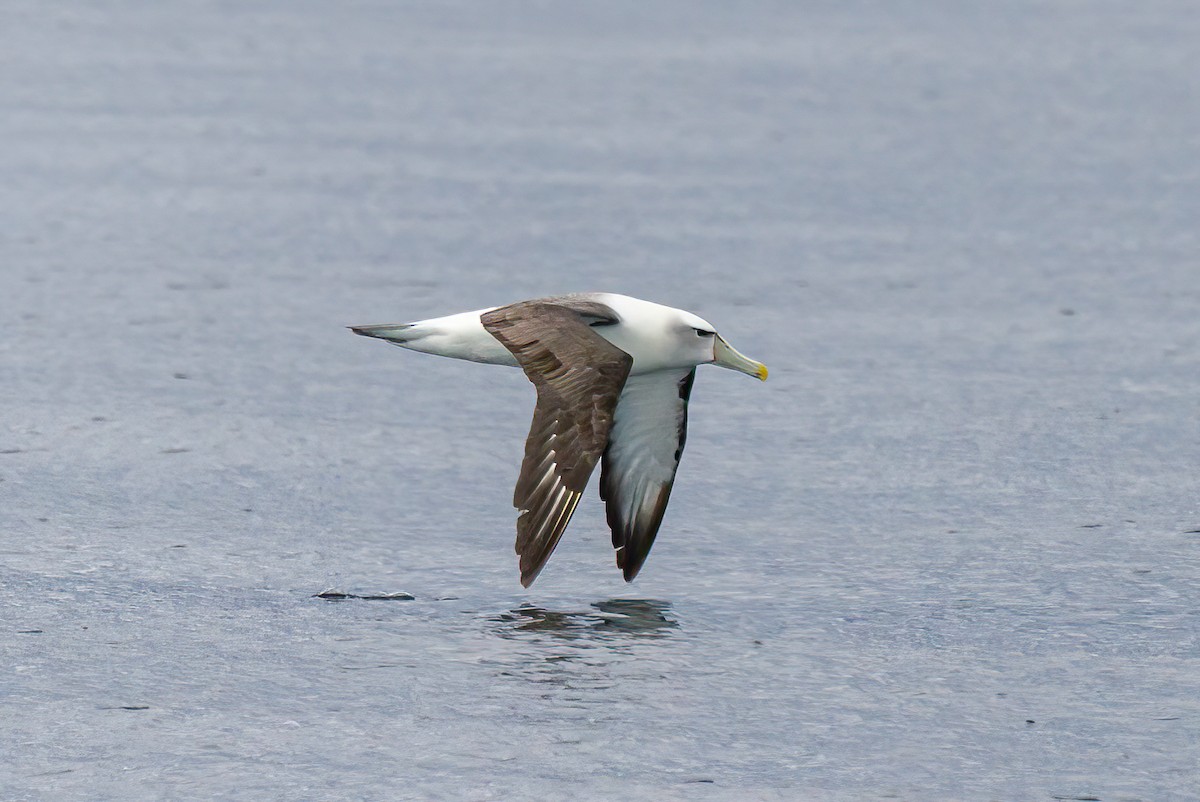 White-capped Albatross - ML616518739