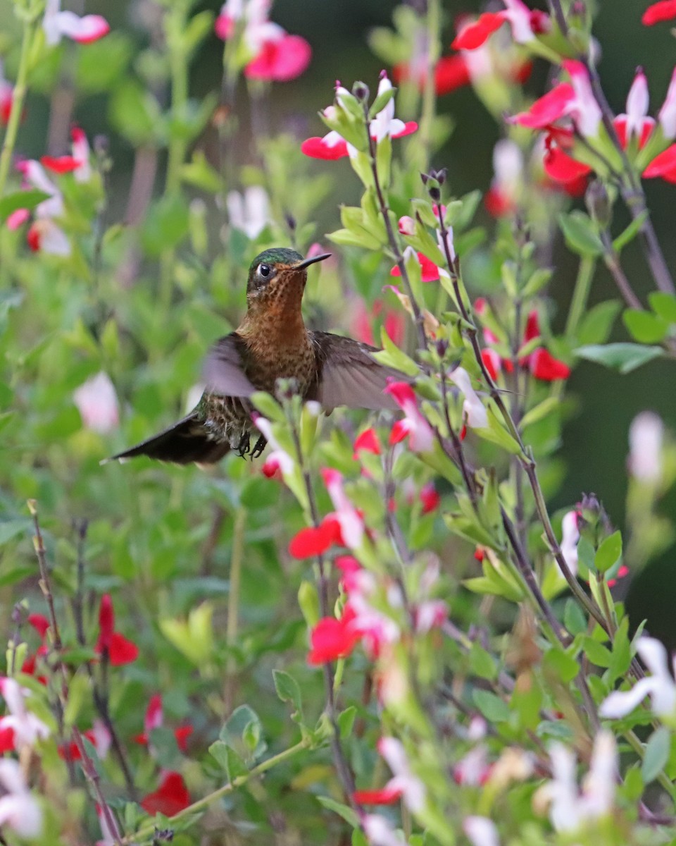 kolibřík dřišťálový (ssp. tyrianthina/quitensis) - ML616518742