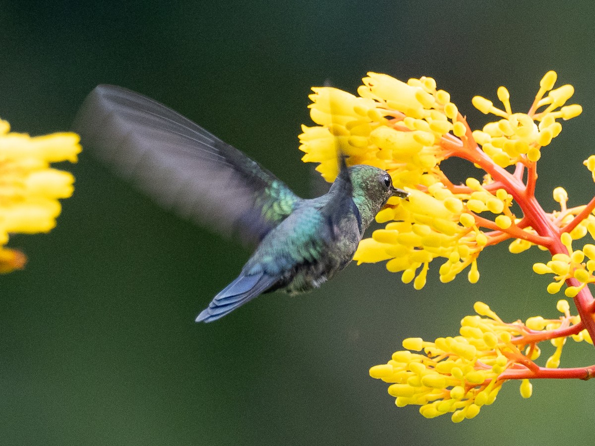 kolibřík nymfový - ML616518774