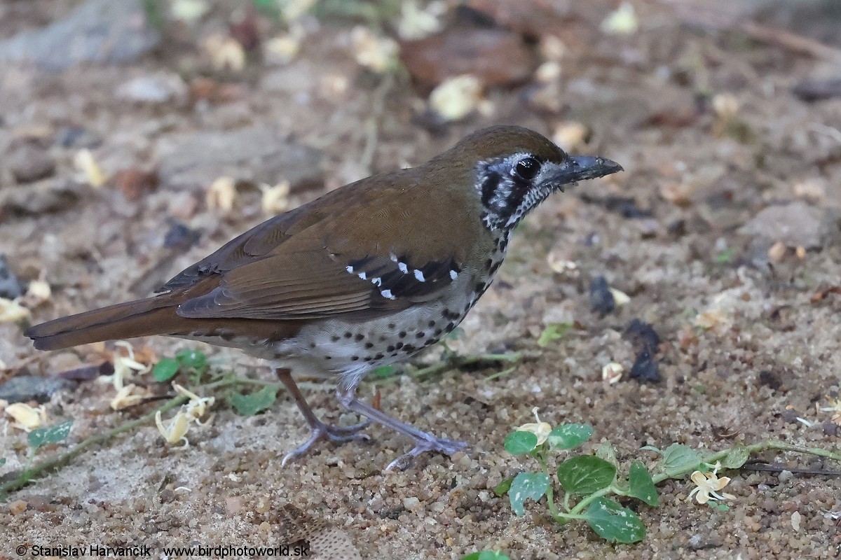 Spot-winged Thrush - ML616518776