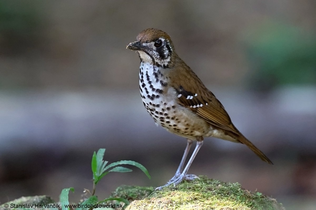 Spot-winged Thrush - ML616518777