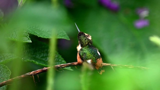 Colibri d'Héliodore - ML616518811