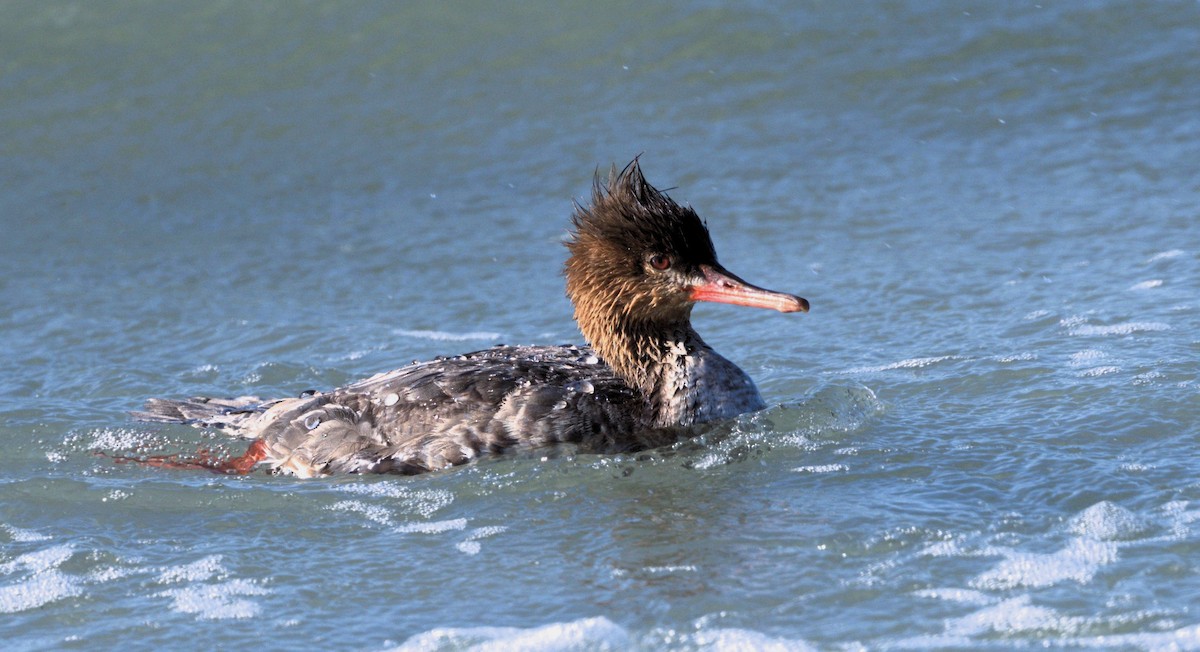 Red-breasted Merganser - Bruce Cochrane