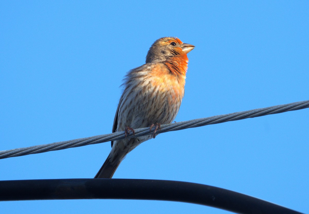 House Finch - ML616518879
