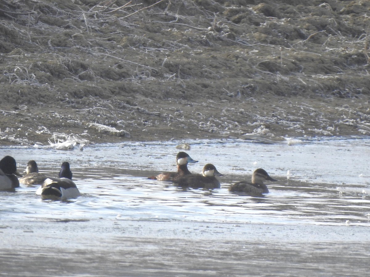 Ruddy Duck - ML616518937