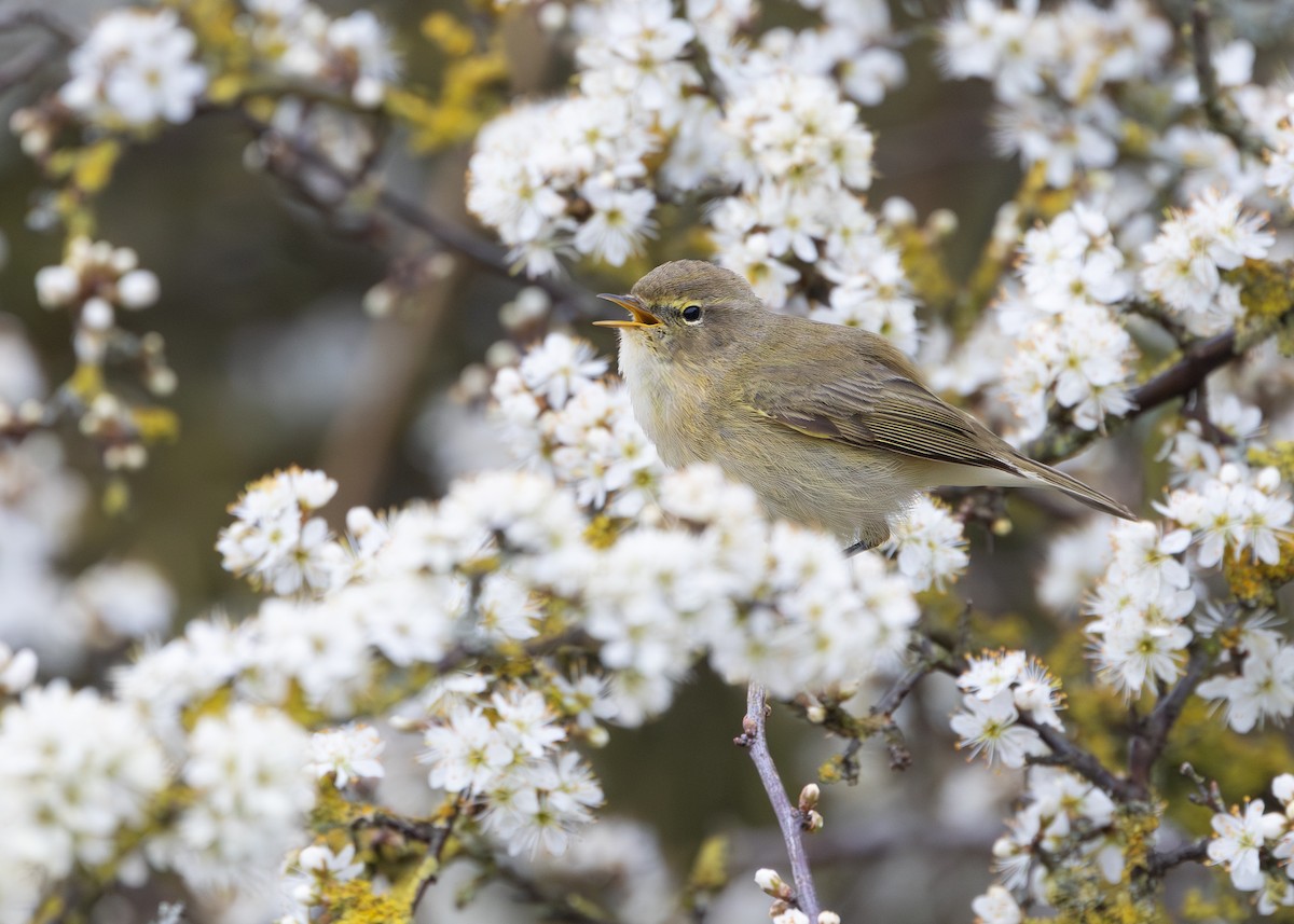 Common Chiffchaff (Common) - Nathaniel Dargue