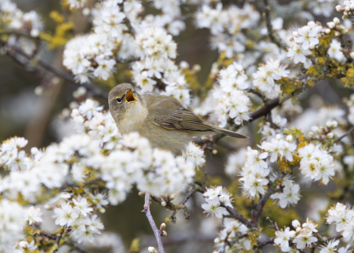 Common Chiffchaff (Common) - Nathaniel Dargue