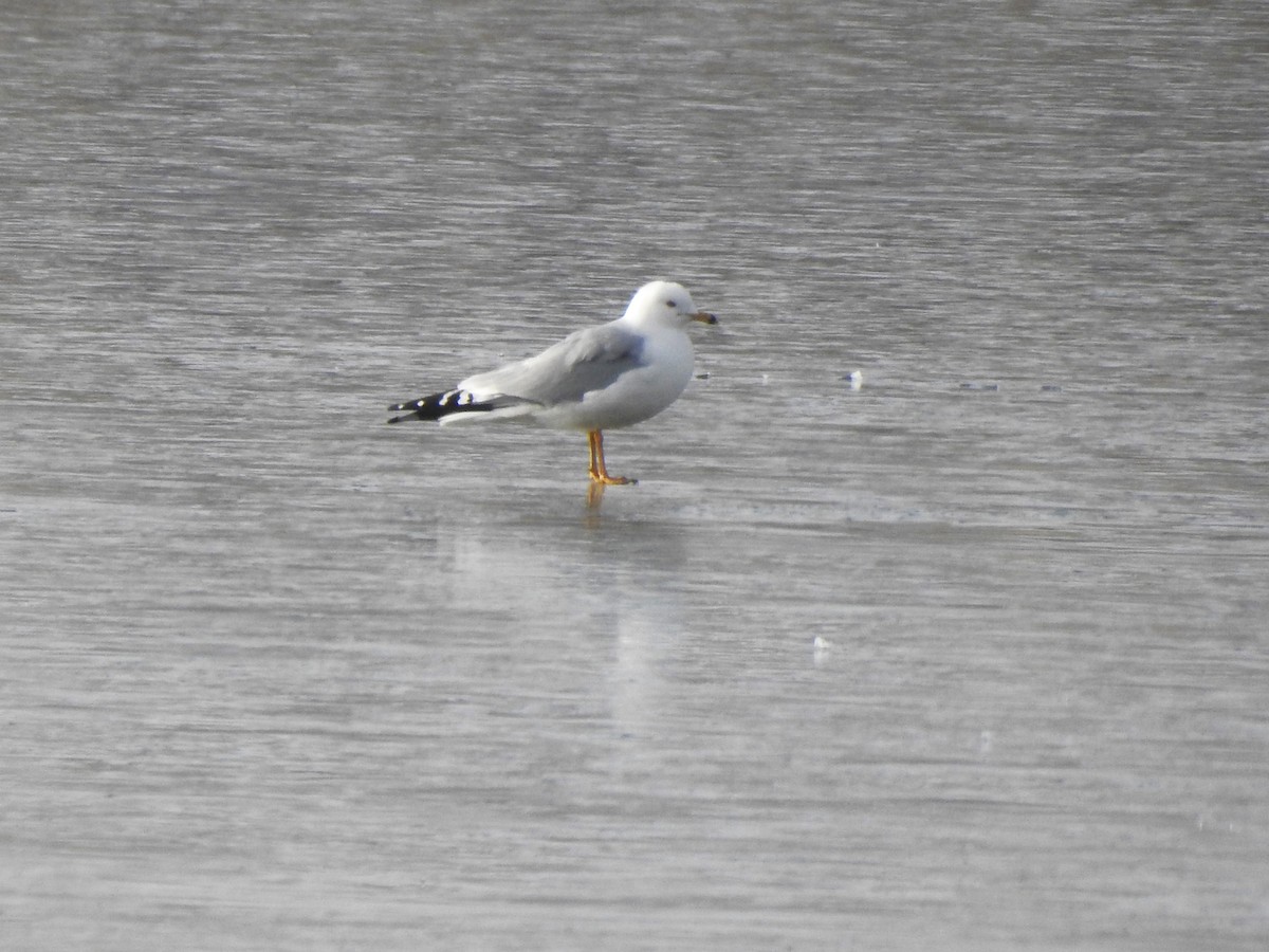 Ring-billed Gull - ML616518955