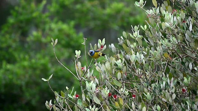 ミナミズアオフウキンチョウ（darwinii） - ML616518956