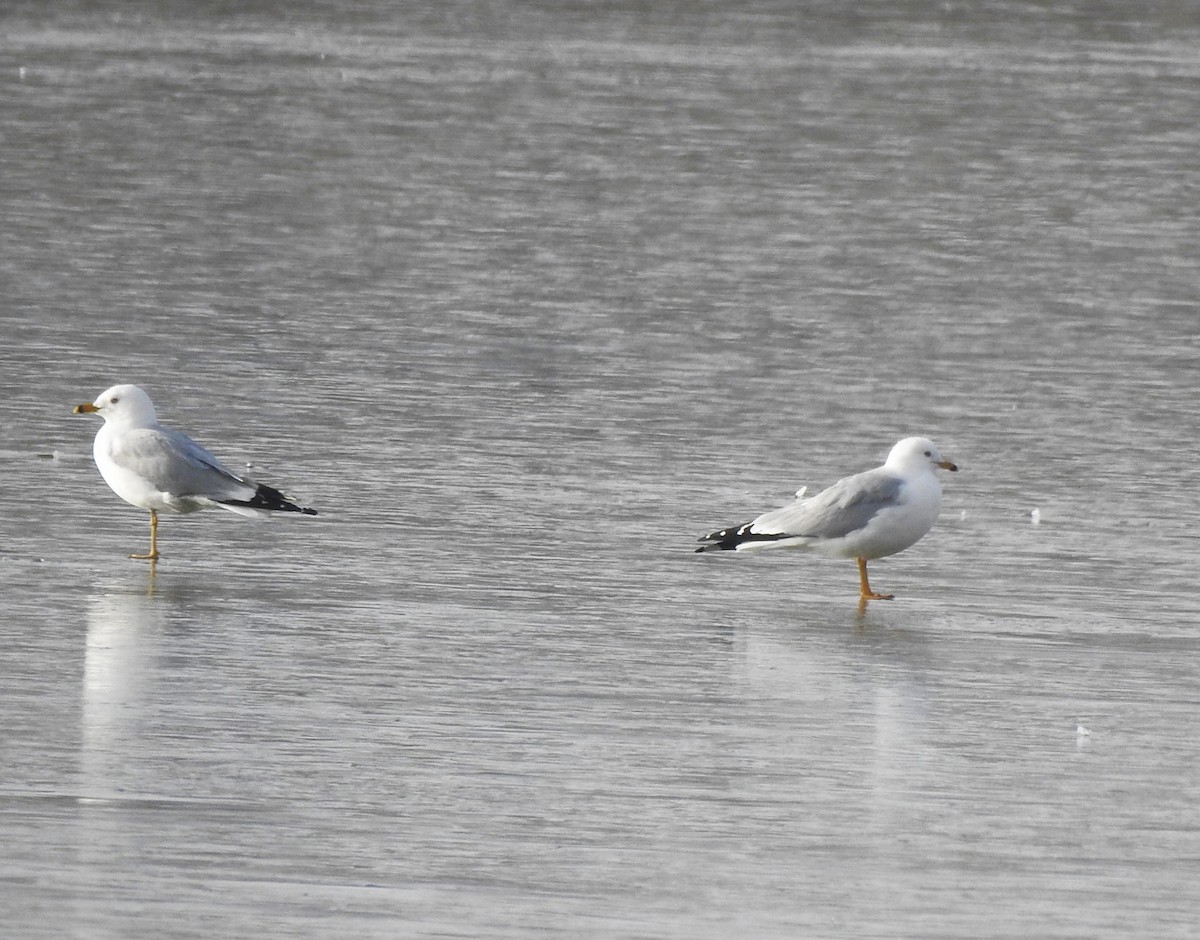 Ring-billed Gull - ML616518960
