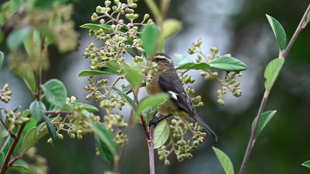 Cinereous Conebill (Ochraceous) - ML616518983