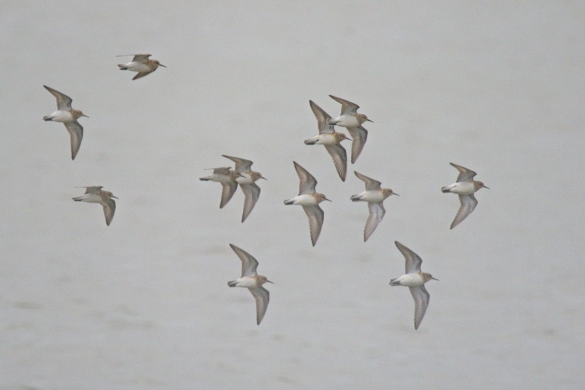 Baird's Sandpiper - ML616519008