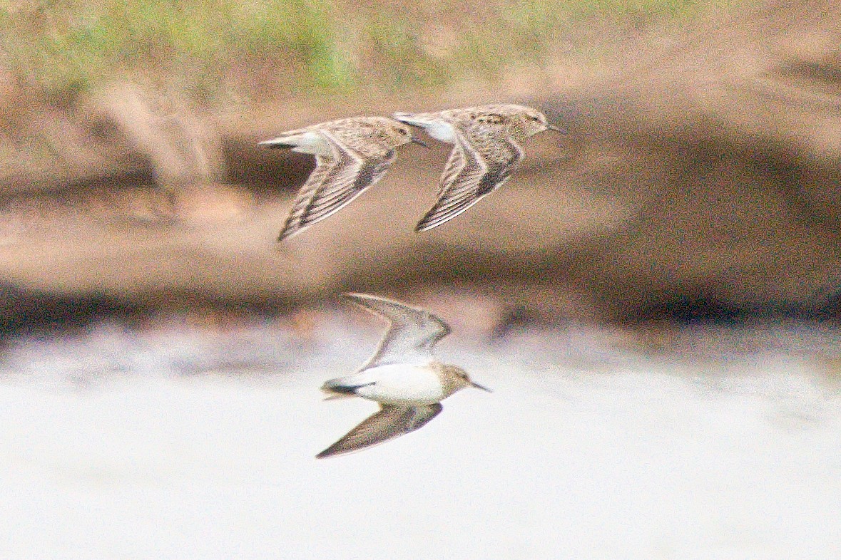 Baird's Sandpiper - ML616519014