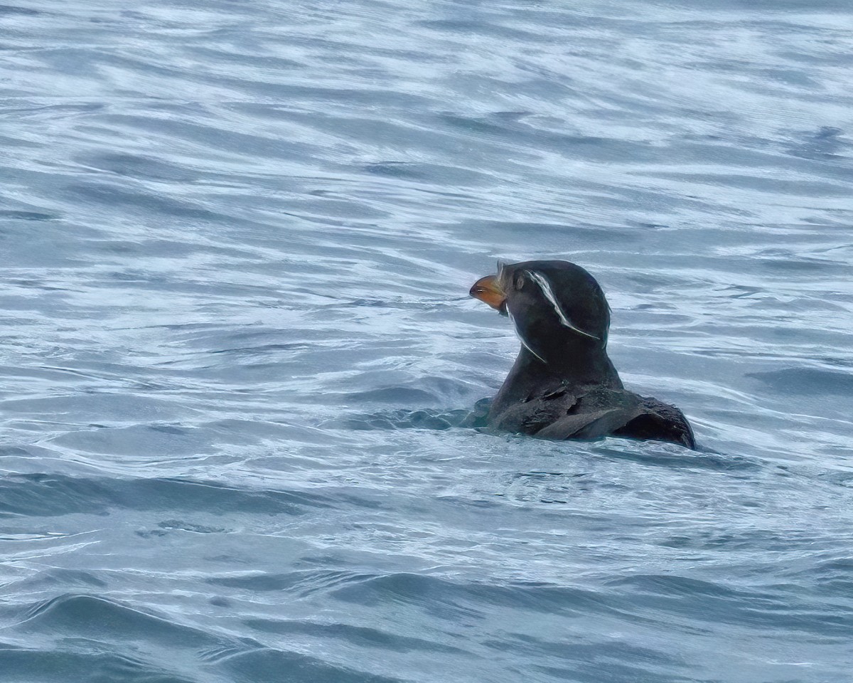 Rhinoceros Auklet - ML616519017