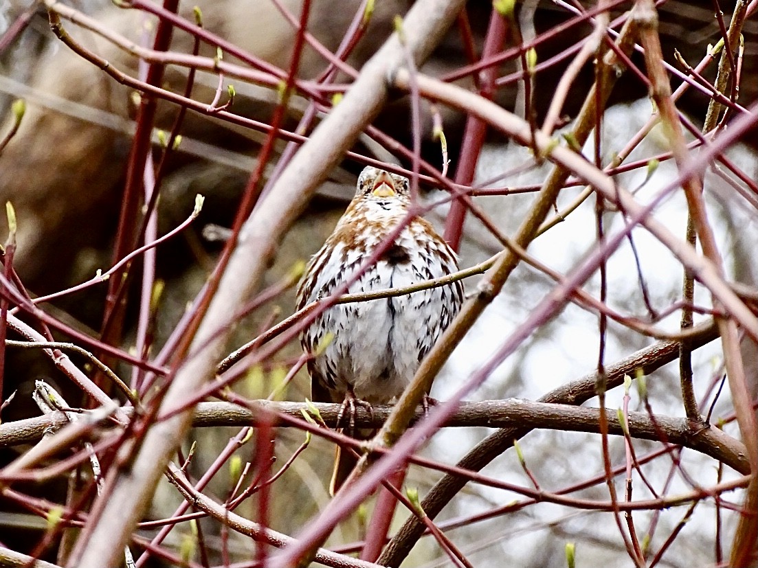 Fox Sparrow (Red) - ML616519054