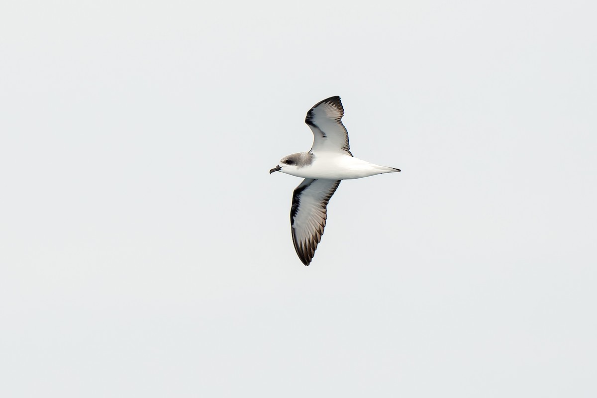 Pycroft's Petrel - ML616519059