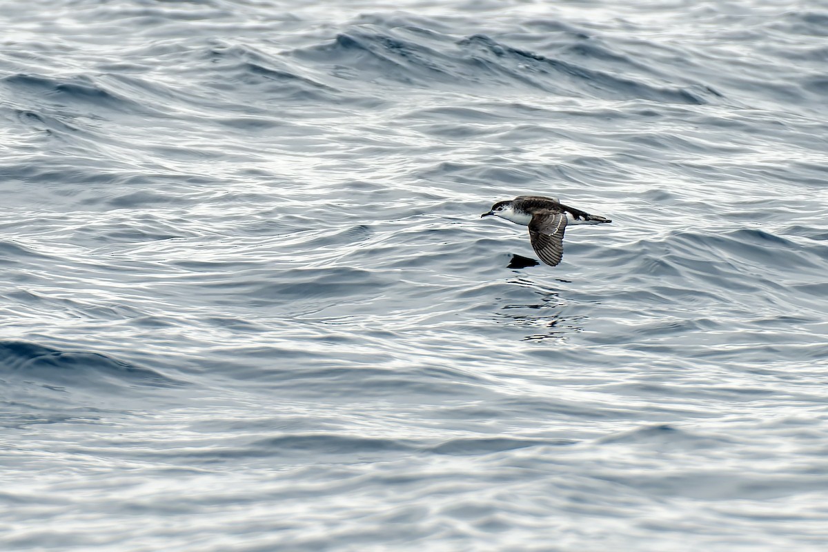 buřňák menší (ssp. haurakiensis) - ML616519067