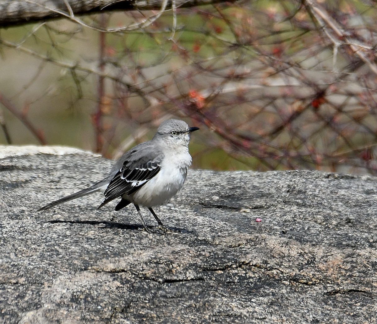 Northern Mockingbird - ML616519092