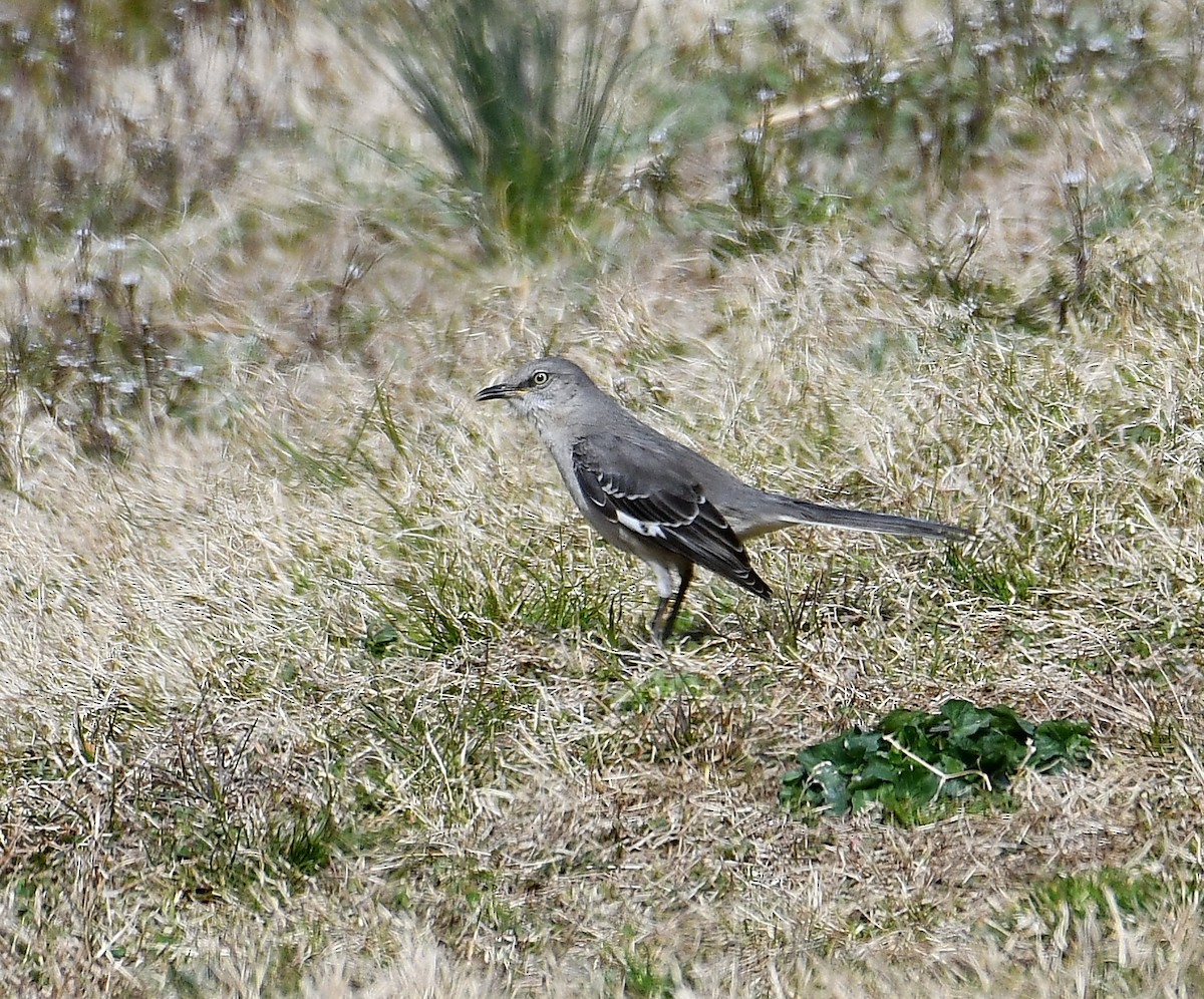 Northern Mockingbird - Eric Titcomb