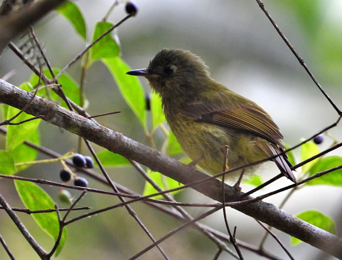 Olive-striped Flycatcher - Manuel Pérez R.