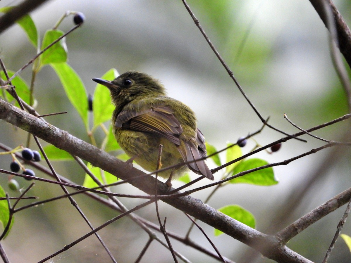 Olive-striped Flycatcher - Manuel Pérez R.