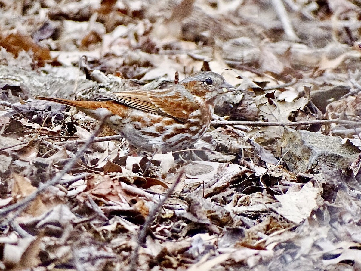 Fox Sparrow (Red) - ML616519124