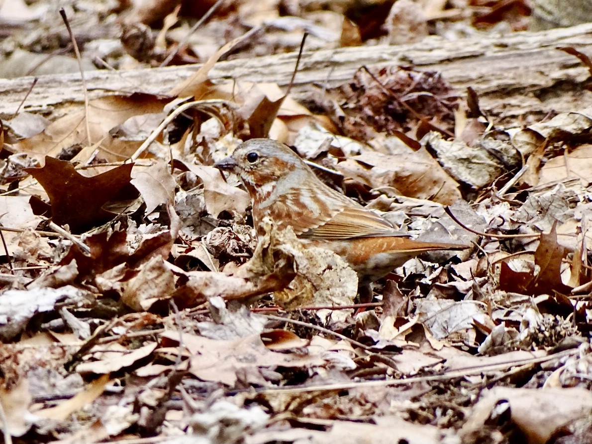 Fox Sparrow (Red) - ML616519125