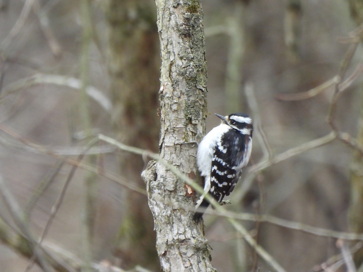 Downy Woodpecker - ML616519132