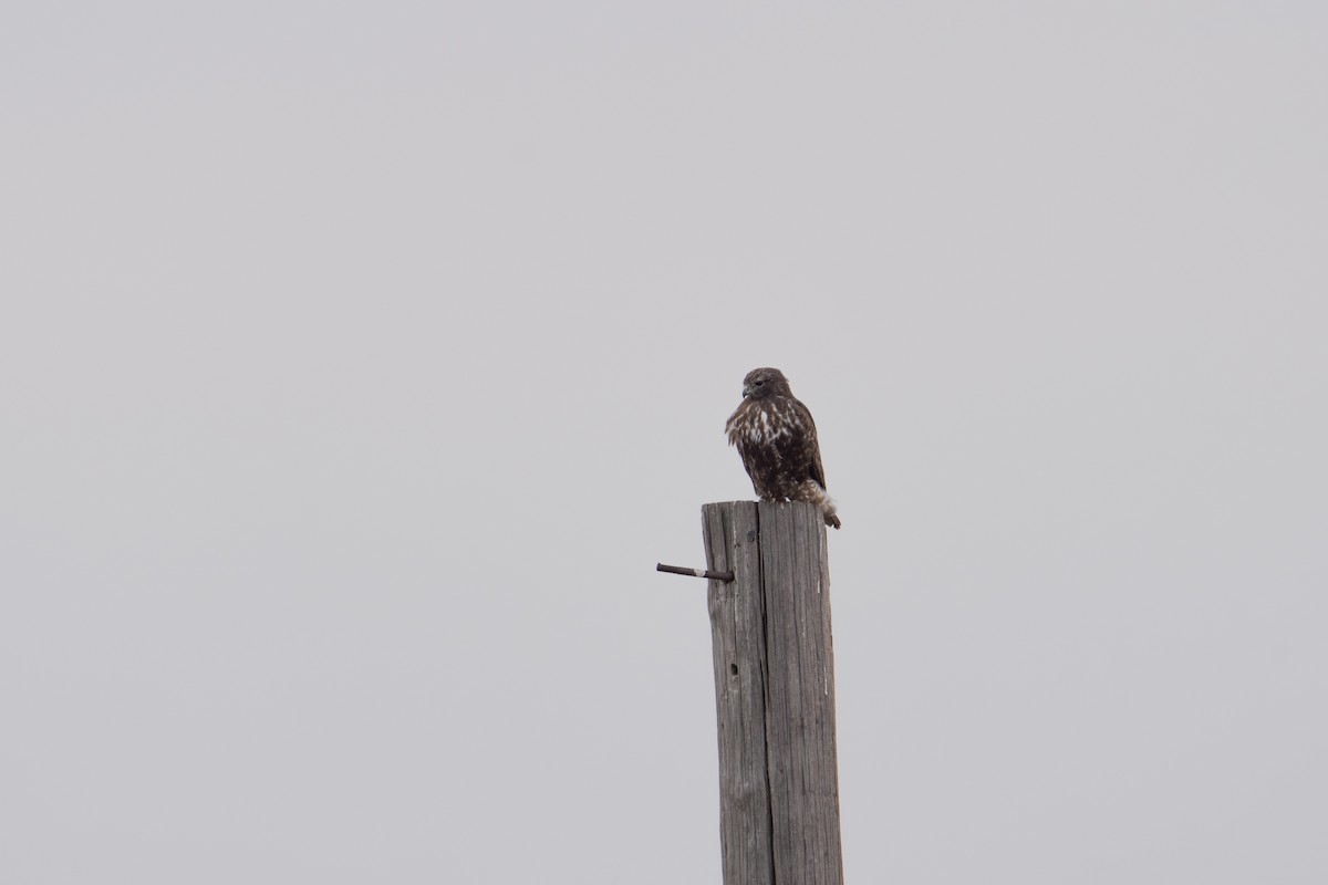 Red-tailed Hawk (Harlan's) - ML616519134