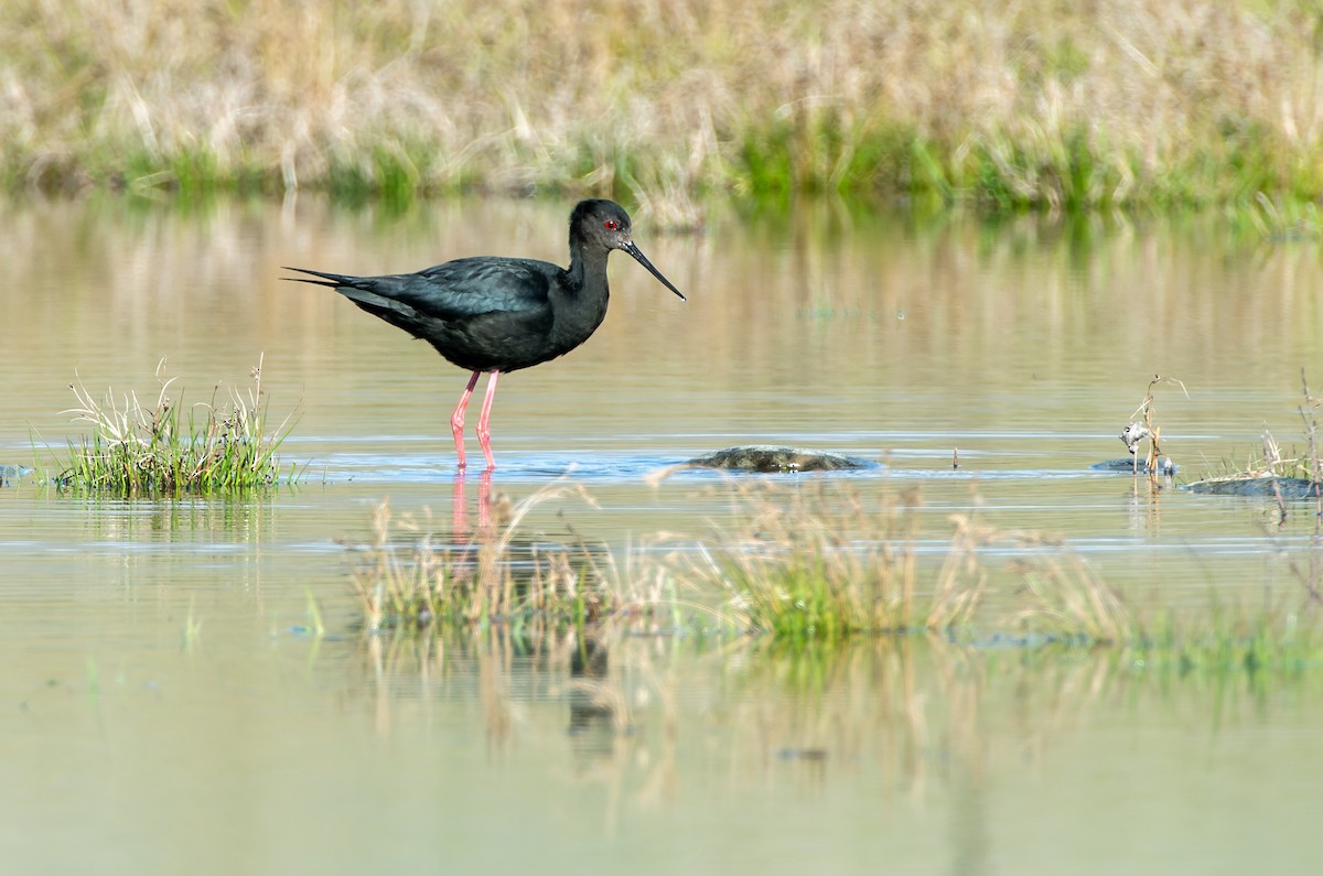 Black Stilt - ML616519138