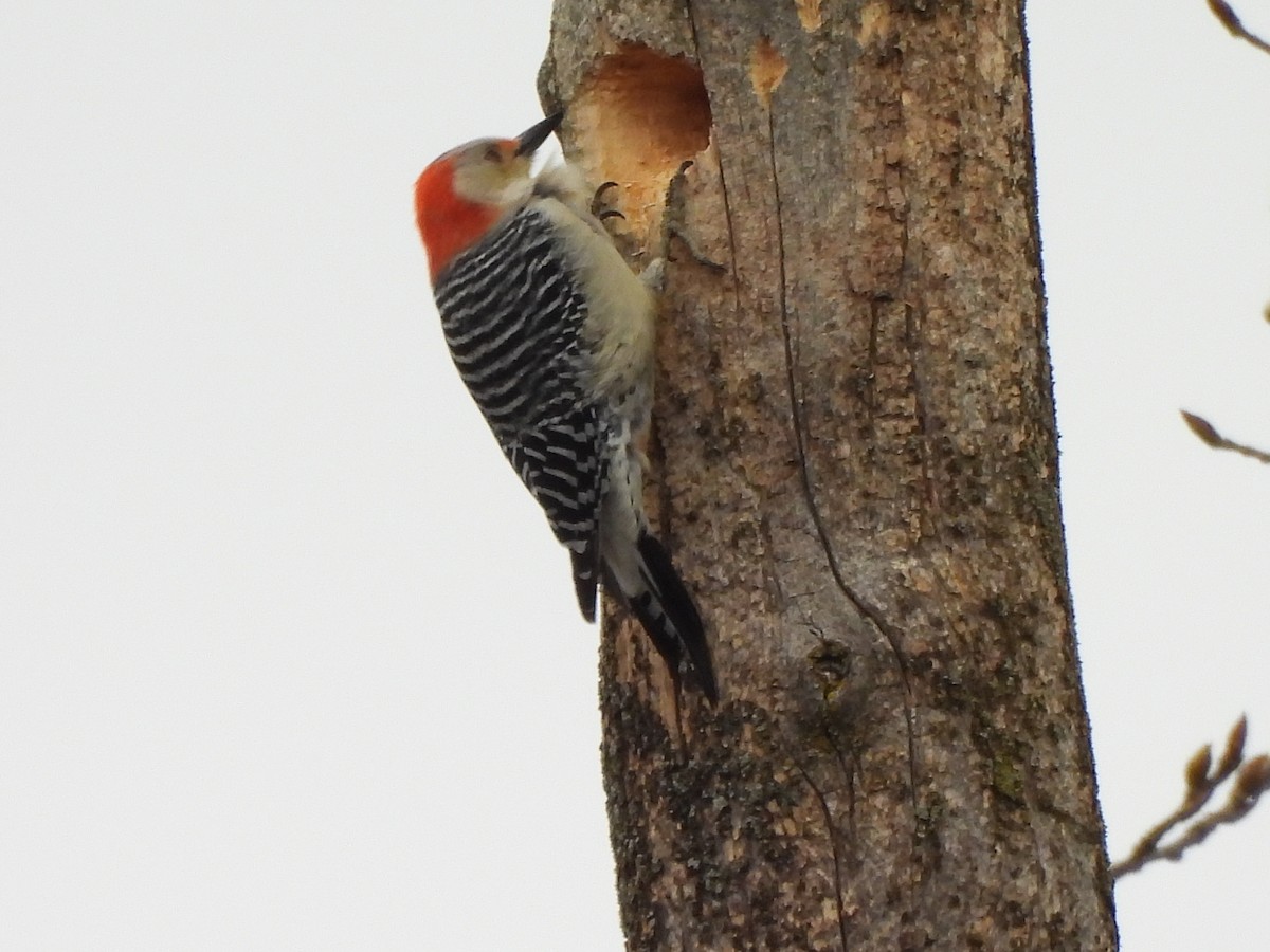Red-bellied Woodpecker - ML616519154